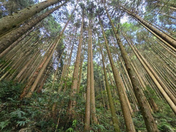 鳶嘴稍來山之楓紅／雲海2974084