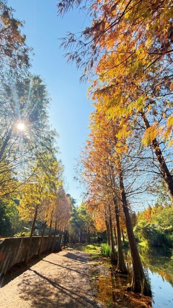 桃園大溪-花彩節🌼李騰芳古厝-月眉落雨松2981331