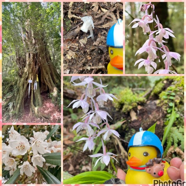 山車廣山.福巴越嶺O-神木群-水晶蘭-根結蘭