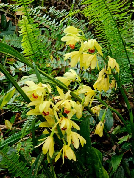 都蘭山-小百岳#93-台東縣東河鄉2779412