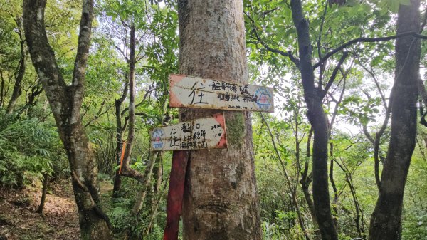 艋舺崙古道上新路尾山連走大平林山古厝O走3102730