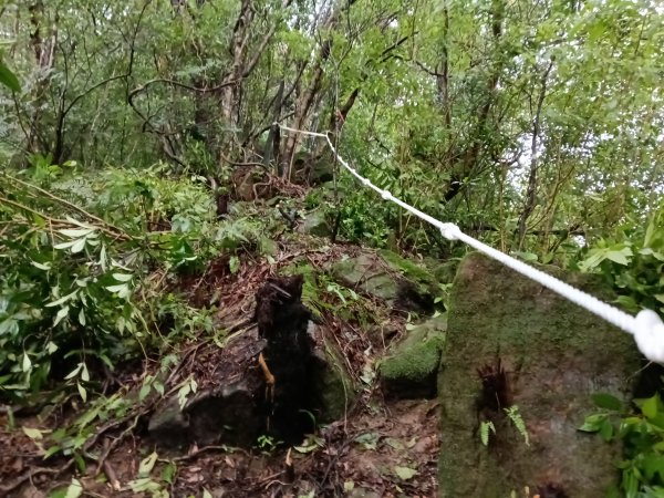 雙溪區中坑橋+中坑西山尾稜+中坑西山+內盤山坑古道+中坑橋O型2929524