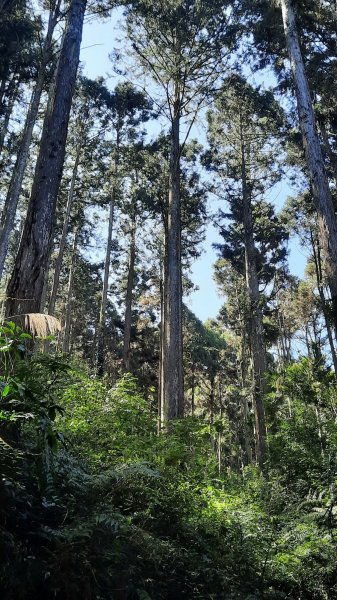 《南投》竹林台灣杉｜溪頭山竹崙山志騰山O繞202302182035896