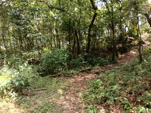 內湖區大丘田保甲路+開眼山+白石湖山+白石湖山東峰+大邱田山+消防山O型2858949