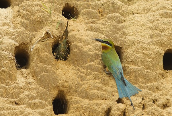 【動物】金門夏日精靈—栗喉蜂虎報到