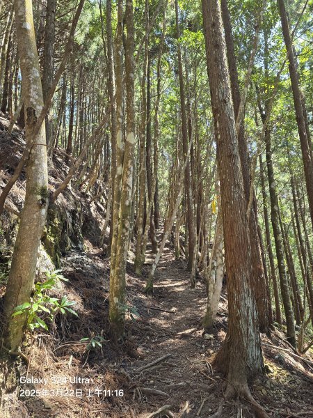2025-03-22油羅山步道2743413