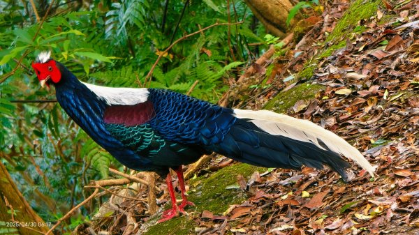 翡翠水庫壩頂 #火燒雲雲海 #日出雲海 #鱷魚島 #藍腹鷴 4/292773480