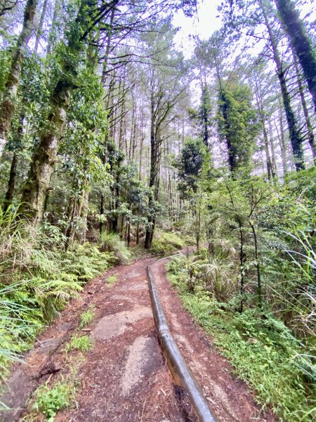 石山引水道--一條媲美特富野古道的路線    2022.8.31793808