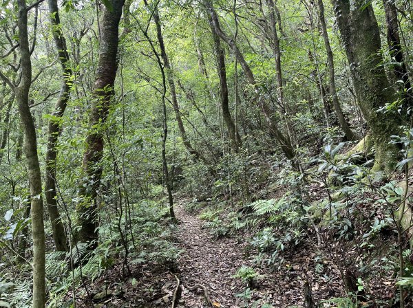 2025_0601 北插天山2802339