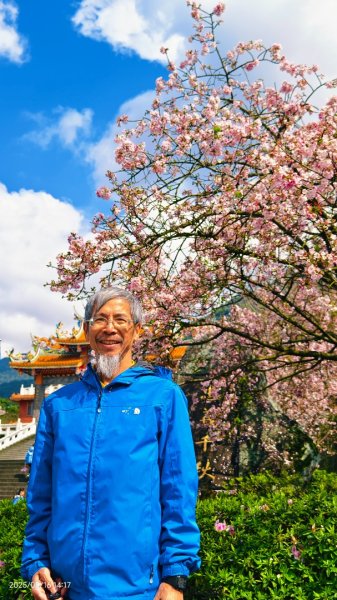 #綠繡眼 訪花 #吉野櫻 #天元宮 #楓樹湖 03162736697