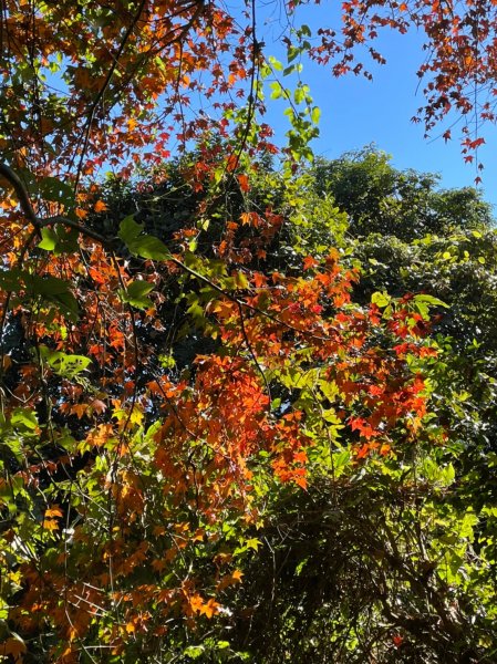 馬那邦山賞楓趣1549554