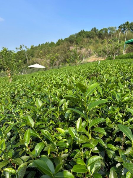 ［竹山］山坪頂茶山七星步道2909674