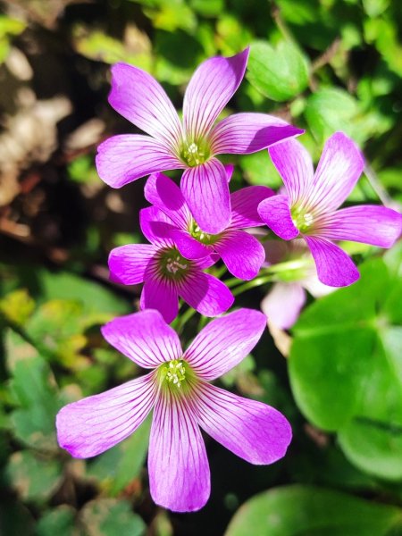 新嶺山步道-大湖頂山-大棟山-鶯歌大榕樹-福源山步道2990670