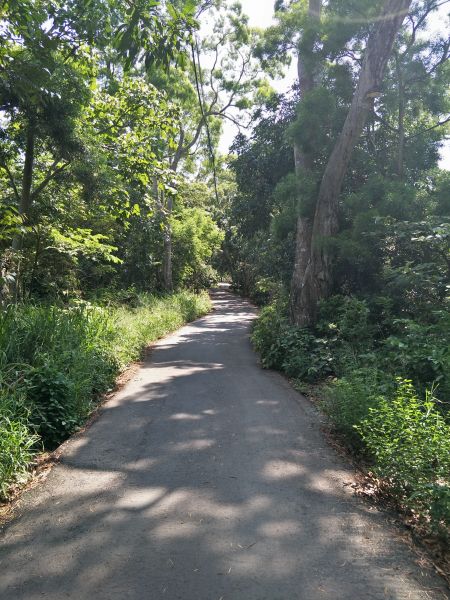 大坑4號步道&頭嵙山374839