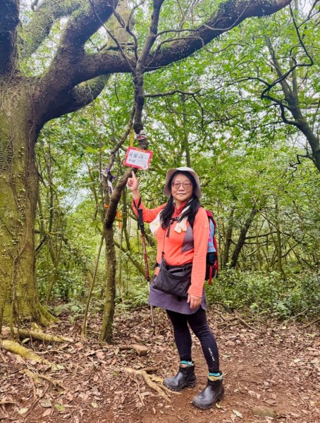 登峰古圳訪高頂山 北五指山 出荷蘭古道 快閃聖人瀑布2982331