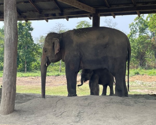 尼泊爾奇旺國家公園4天三夜2788879