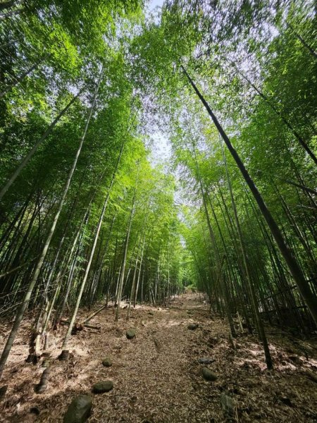 20260914石壁英雄步道上番子田山O繞五元兩角雲嶺之丘3119119