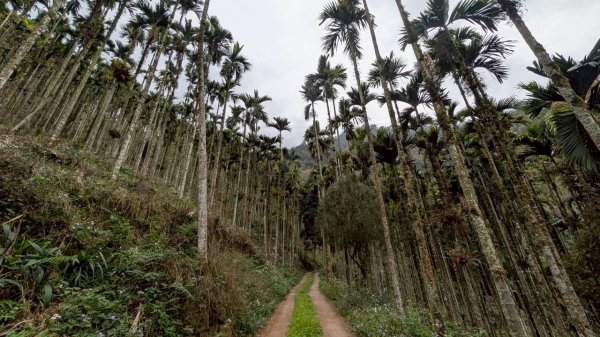 後尖山步道3008293