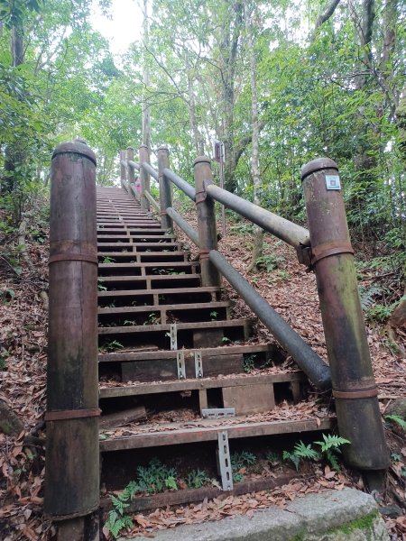 【桃園復興】台灣百大必訪步道。 東眼山森林遊樂區-東眼山自導式步道2835934