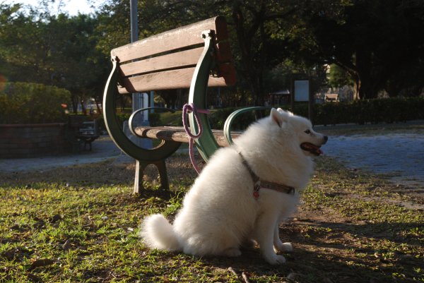 帶銀狐犬去廍子公園散步 2024.1.162404667