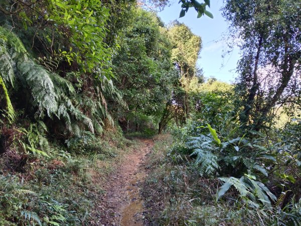 汐止區北港山+拱北殿楓情O型2976017