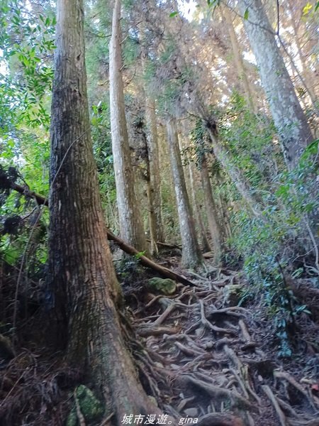 【南投。竹山】茶園竹林巨木櫻花景緻很美(四連峰)。 小百岳集起來。 編號54小百岳金柑樹山1624818