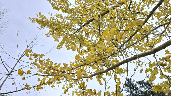 忘憂森林有一種美無法形容，雲霧繚繞，水氣朦朧，全台入園數第一名的森林遊樂區，溪頭自然教育園區2729329
