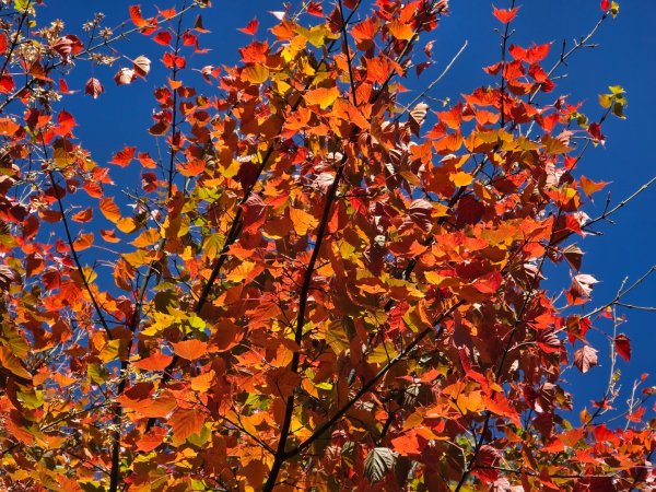 大雪山國家森林遊樂區賞楓／看神木／賞雪白山頭／賞大景2974257