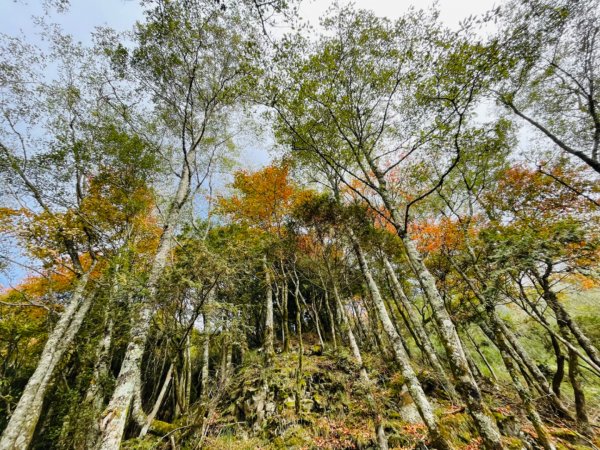 1101211大雪山230林道9.2k/雪山西稜登山口1546701