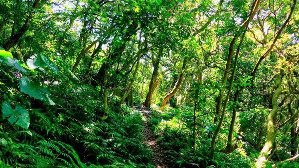 紅壇上紗帽山,花卉中心3016466