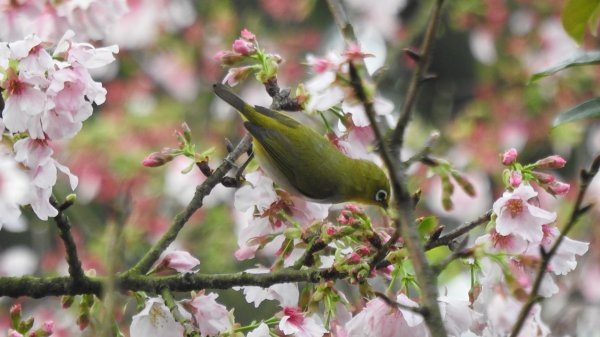 #綠繡眼 訪花 #吉野櫻 #天元宮 #楓樹湖 03162736678