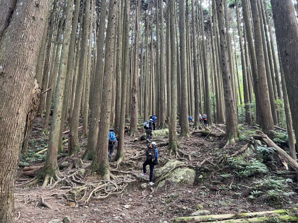 加里山 大坪登山口 杜鵑嶺 加里山P形1900977
