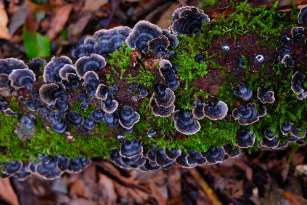 迷霧幽幽~特富野古道691949