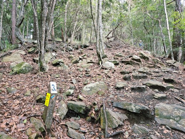 波津加山-谷關七雄(老四)3015173