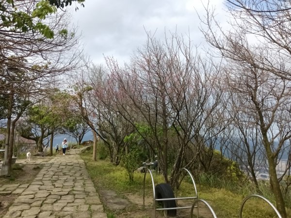 大尖山櫻花-龍船洞-秀峰瀑布2733733