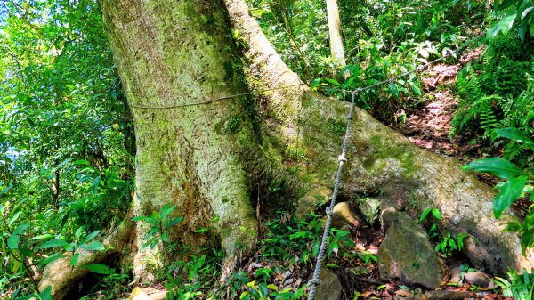 紅壇上紗帽山,花卉中心3016476