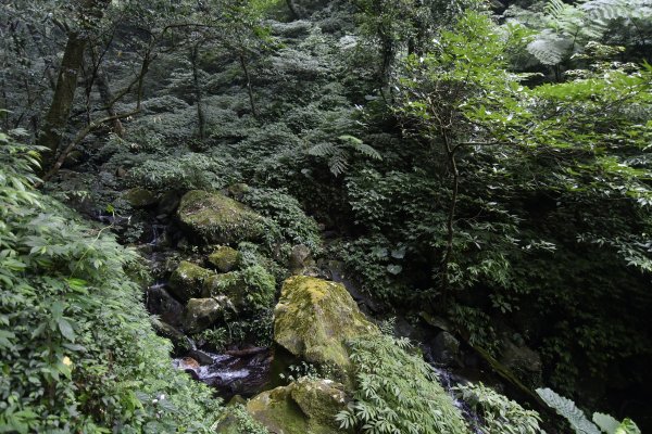 神秘的森林裡有什麼？內柑宅。紅葉谷。茄苳坑古道1445105