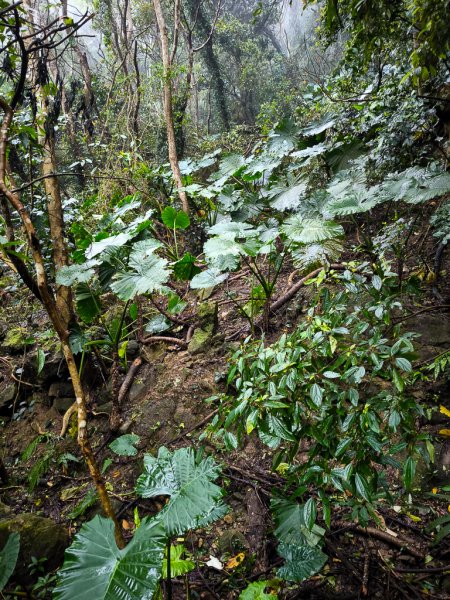 2025-03-08 汶水三山：金童山、汶水山、玉女山 連走2736517
