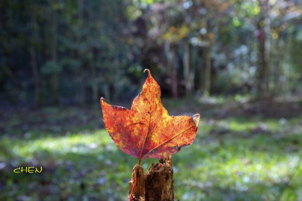 大小劍-油婆蘭全紀錄2674204