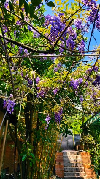 追花是簡單的快樂，賞花是恬淡的幸褔 4/32751460