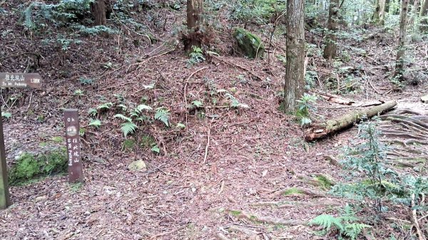 20230622 苗栗-雪見 東洗水山及北坑山 走走2192982