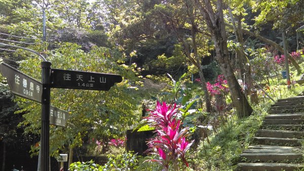 尋訪五月雪的土城桐花公園步道、承天禪寺892900