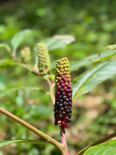 羊彎上武岫大崙山茶園尋山頭2824915