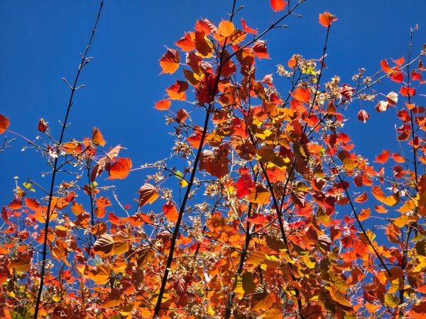 大雪山國家森林遊樂區賞楓／看神木／賞雪白山頭／賞大景2974258