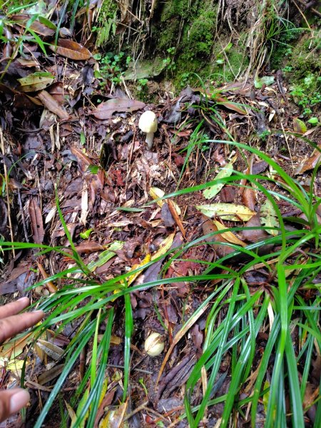 稍來小雪山國家步道、船型山、鞍馬山、鞍馬山東北峰、天池、雪山神木2799727