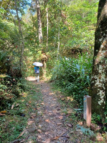 【南投魚池】澀水森林步道2933040