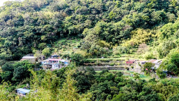 平菁街櫻花2697241