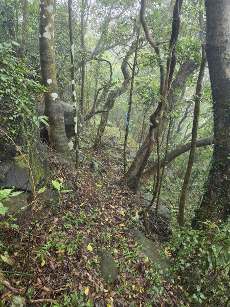 20260819九芎林山西北峰-主峰-土地公嶺3111504