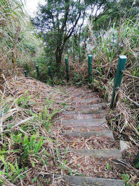 荒草漫漫。 #61小百岳~大湖尖山步道936902