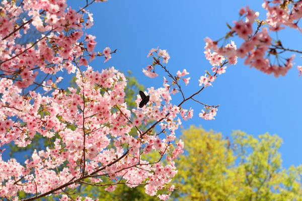 拉拉山的櫻花286593